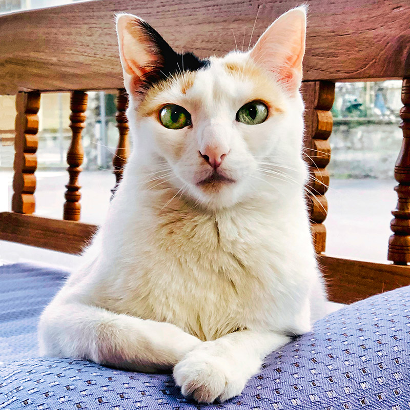 Maya